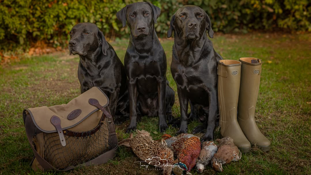 Frodo with his two Labrador brothers and field kit, ready for a day outdoors