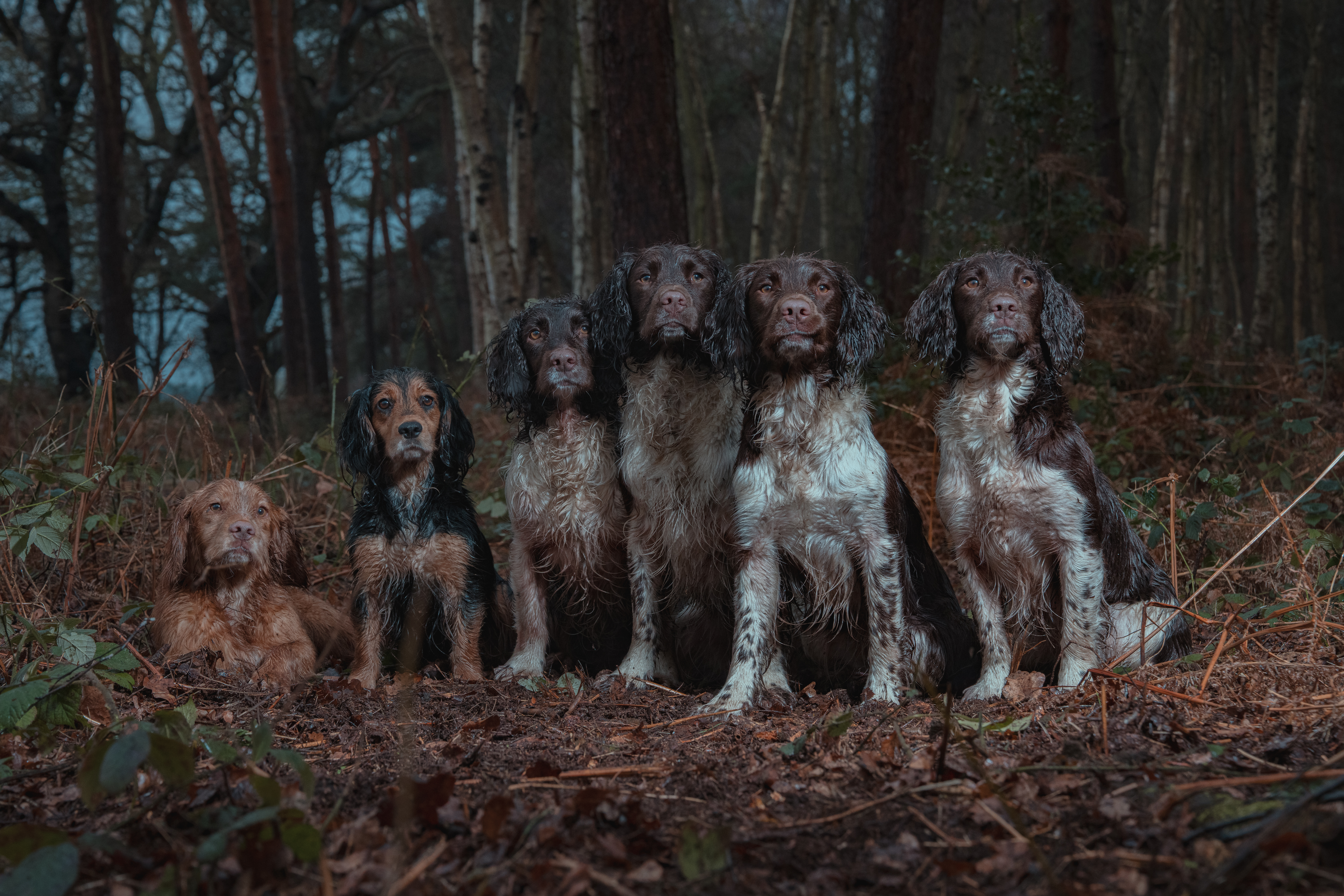 Real Working Spaniels, Supported by Turmeric, Green Lipped Mussel, Salmon Oil & Natural Goodness