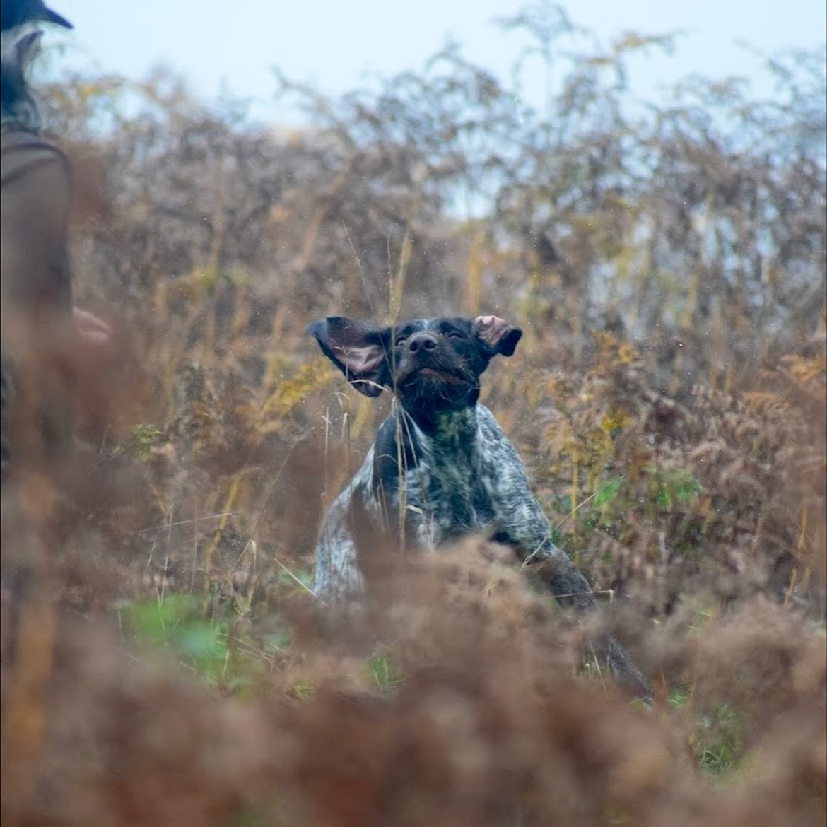 German Short Haired Pointer