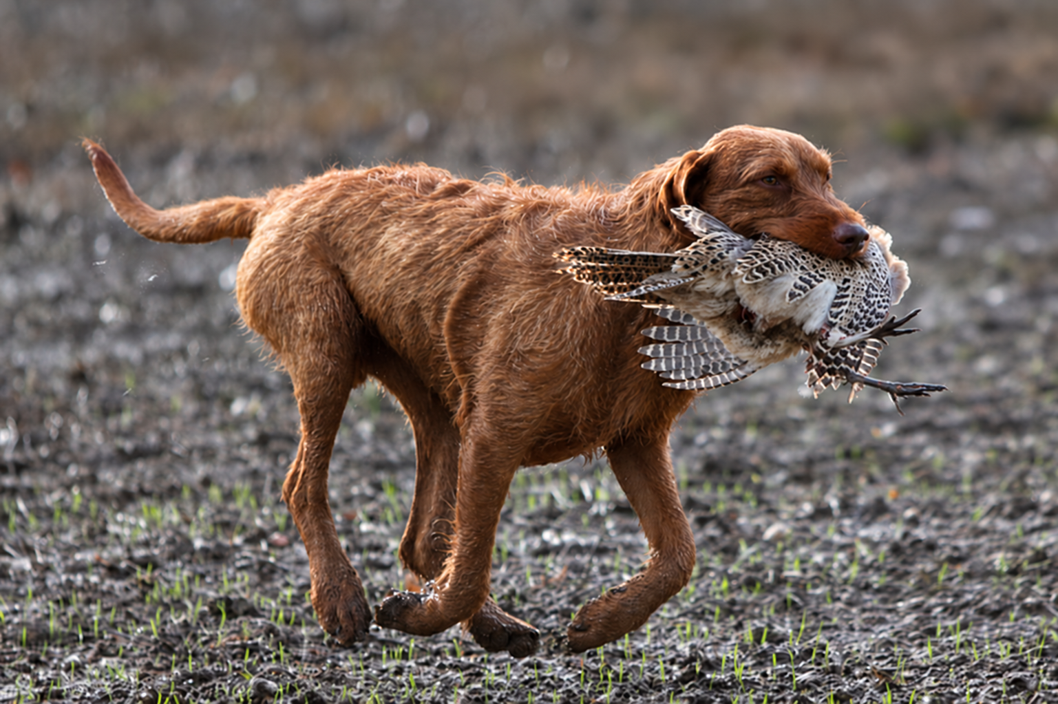 Ten-year-old Hungarian Wirehaired Vizsla retrieving a game bird in muddy grass